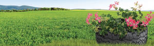 used tire as a planter with flowers on a grassy field